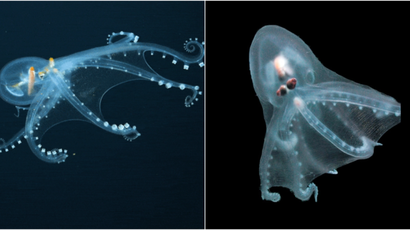 Telescope Octopus: Unveiling the Mystery beneath the Ocean Depths