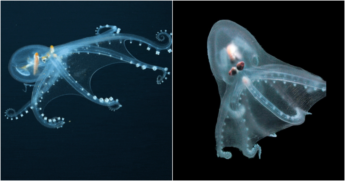 Telescope Octopus: Unveiling the Mystery beneath the Ocean Depths