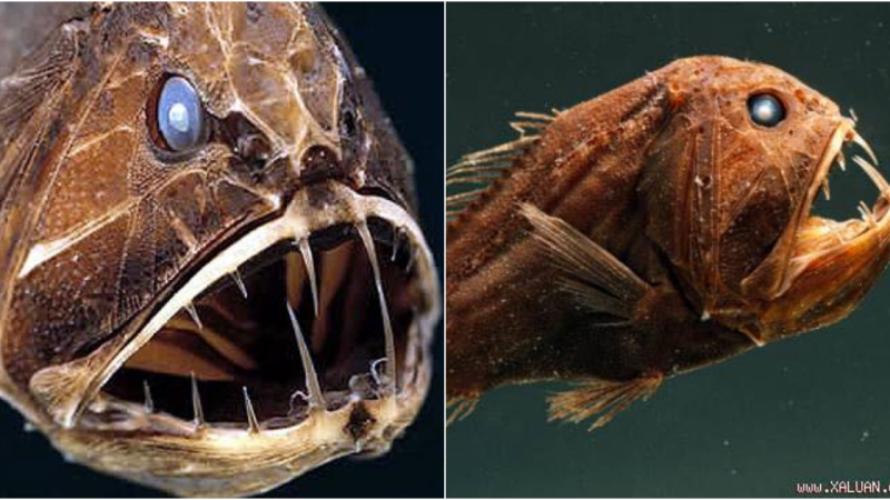 The Fangtooth Fish: A Terrifying Deep-Sea Creature