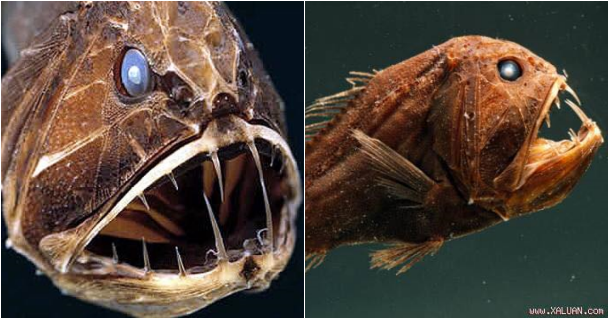 The Fangtooth Fish: A Terrifying Deep-Sea Creature