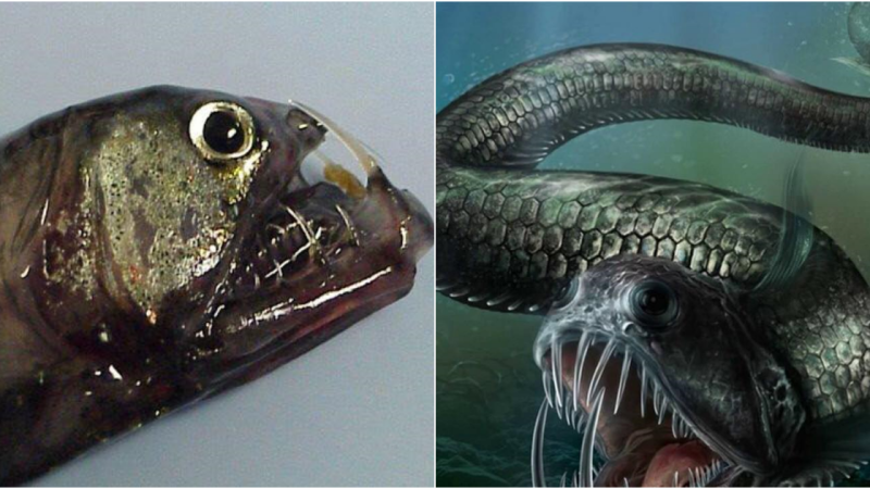 The Viperfish: A Formidable Deep-Sea Predator