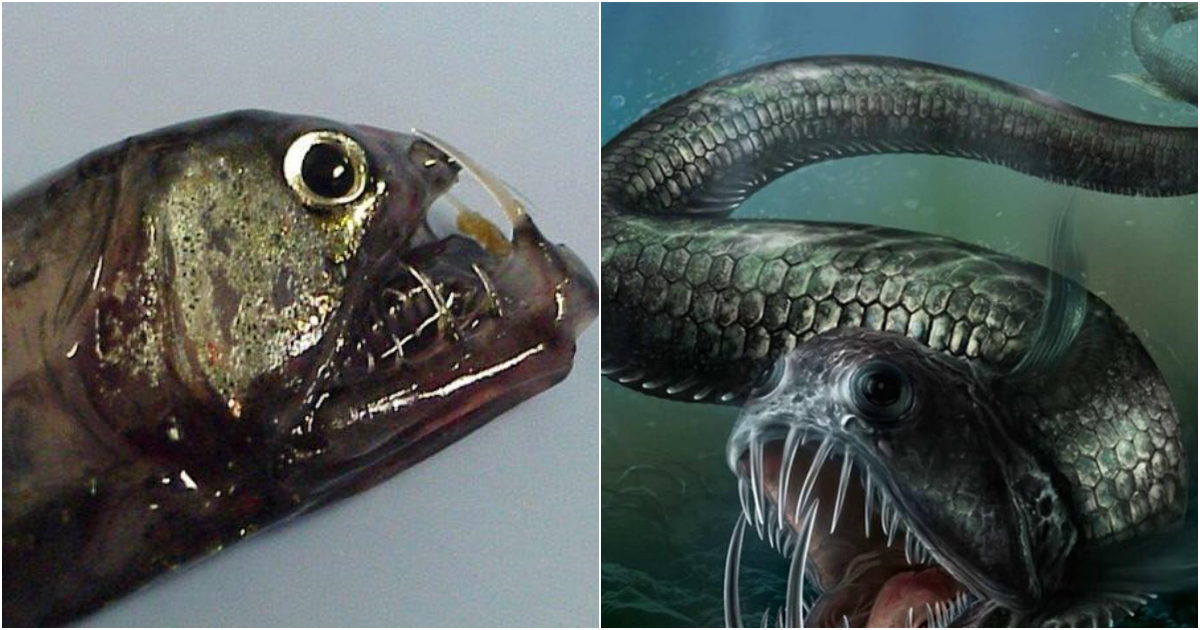 The Viperfish: A Formidable Deep-Sea Predator