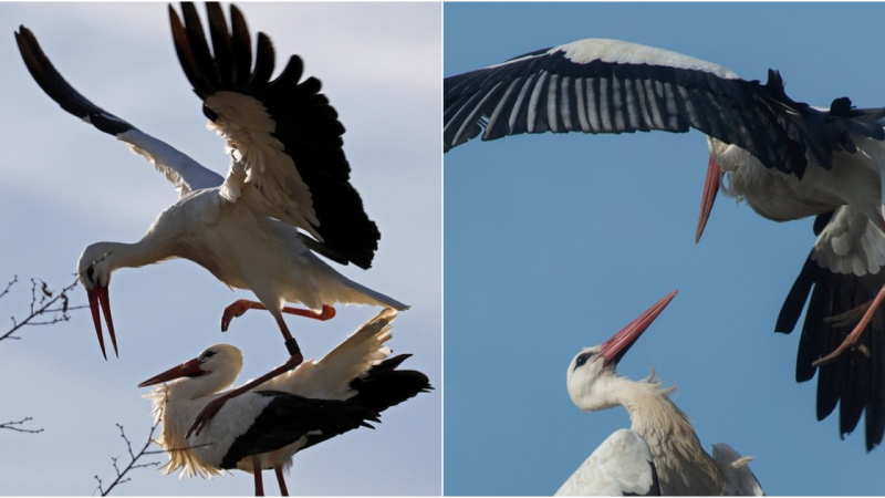 The Unbreakable Bonds of Loyalty Embodied by the White Crane