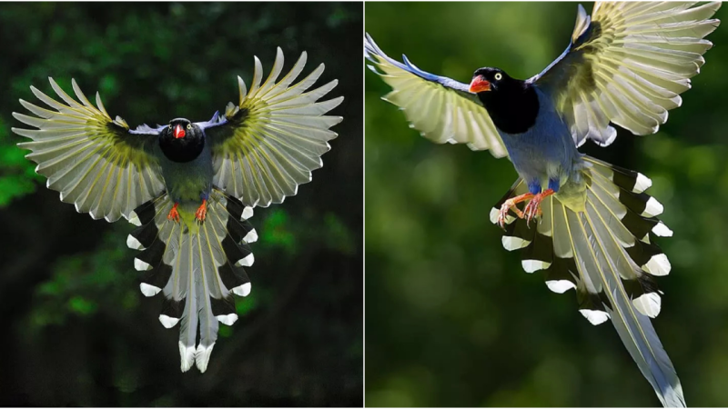 The Red-billed Blue Magpie: A Beautiful Avian Species