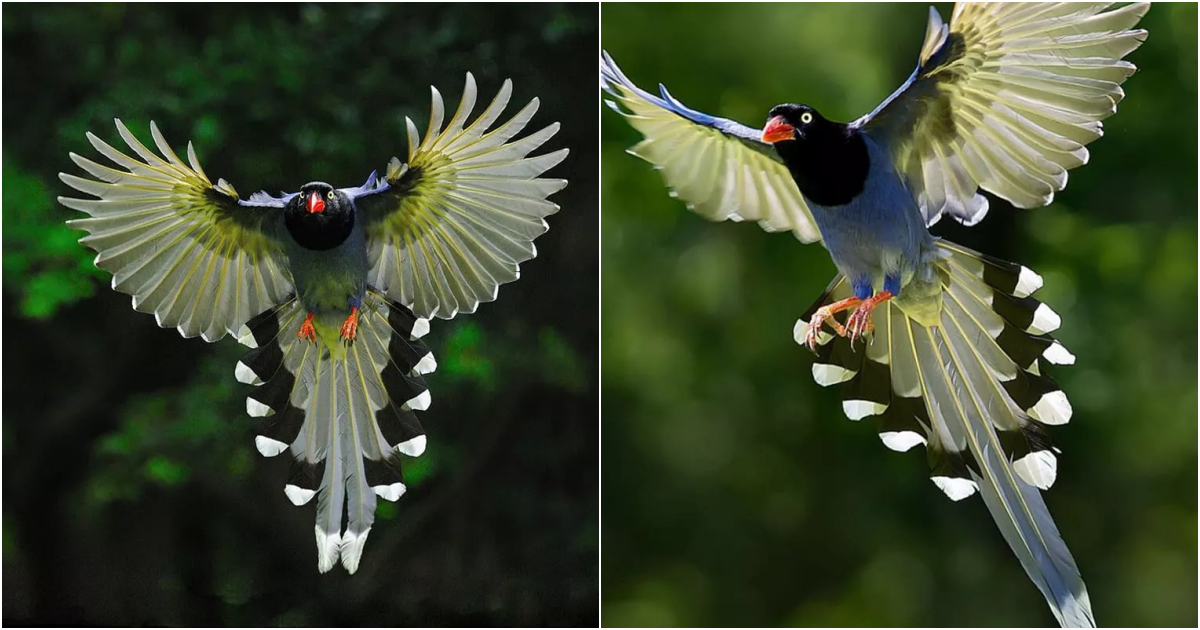 The Red-billed Blue Magpie: A Beautiful Avian Species