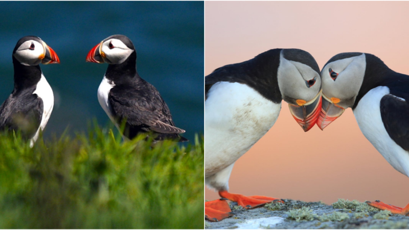 Arctic Puffin (Fratercula arctica): The Charismatic Seabird of the Northern Waters