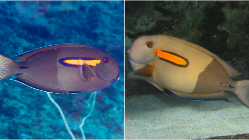 The Orangespot Surgeonfish: A Captivating Marine Species