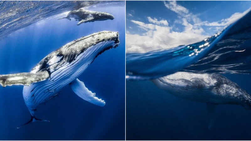 Humpback Whales: Majestic Giants of the Ocean Revealed!