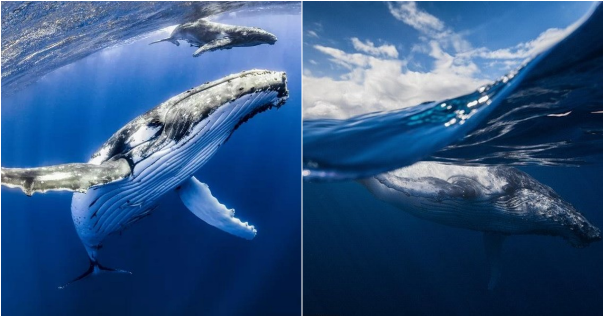 Humpback Whales: Majestic Giants of the Ocean Revealed!