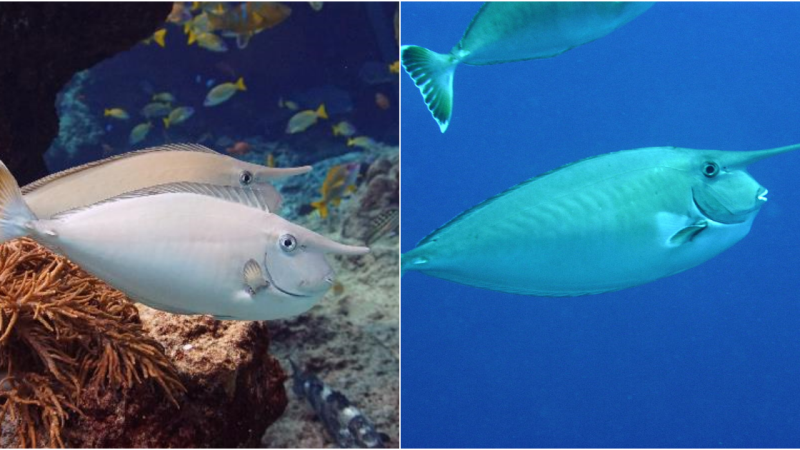 Whitemargin Unicornfish: The Enchanting Ocean Dancer