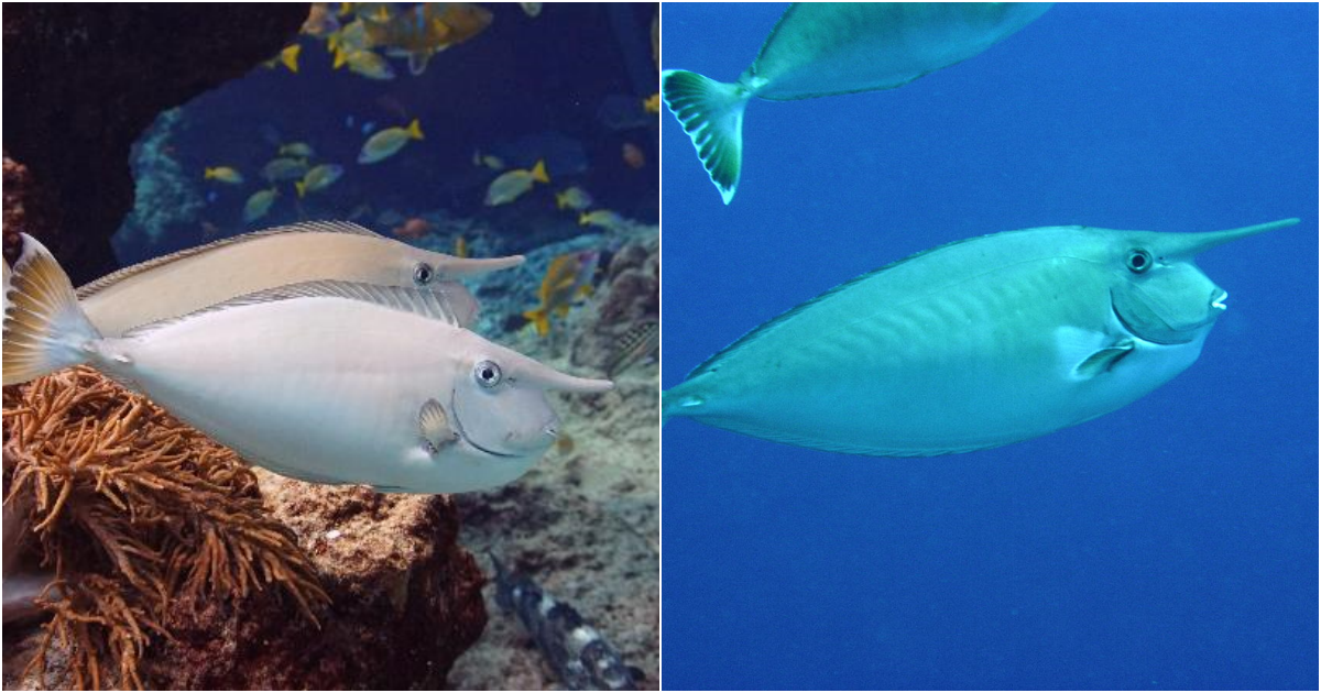 Whitemargin Unicornfish: The Enchanting Ocean Dancer