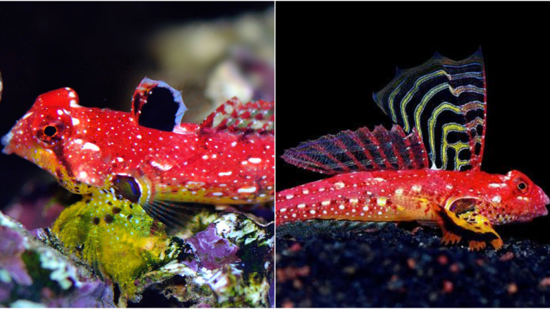 Altivelis Dragonet – The Exquisite Symbol of Elegance and Freedom Underwater