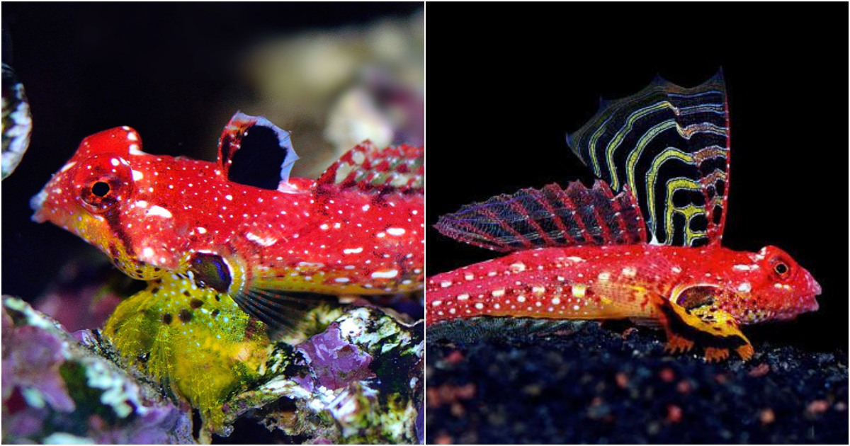 Altivelis Dragonet – The Exquisite Symbol of Elegance and Freedom Underwater