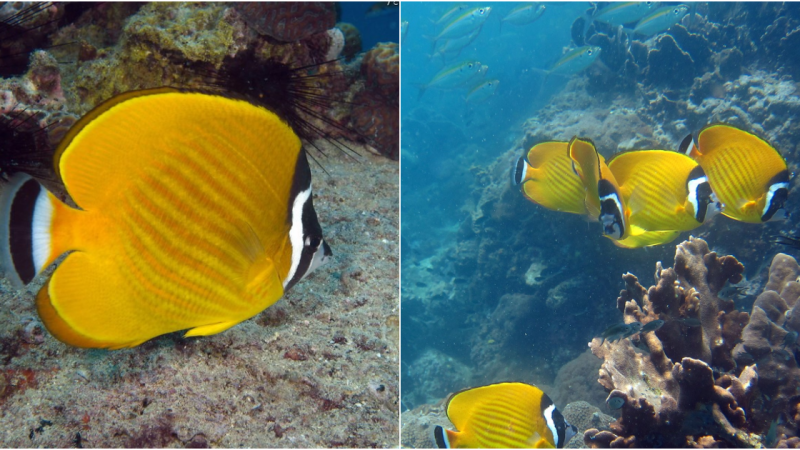 The Hong Kong Butterflyfish A Fascinating Species of the Western Pacific