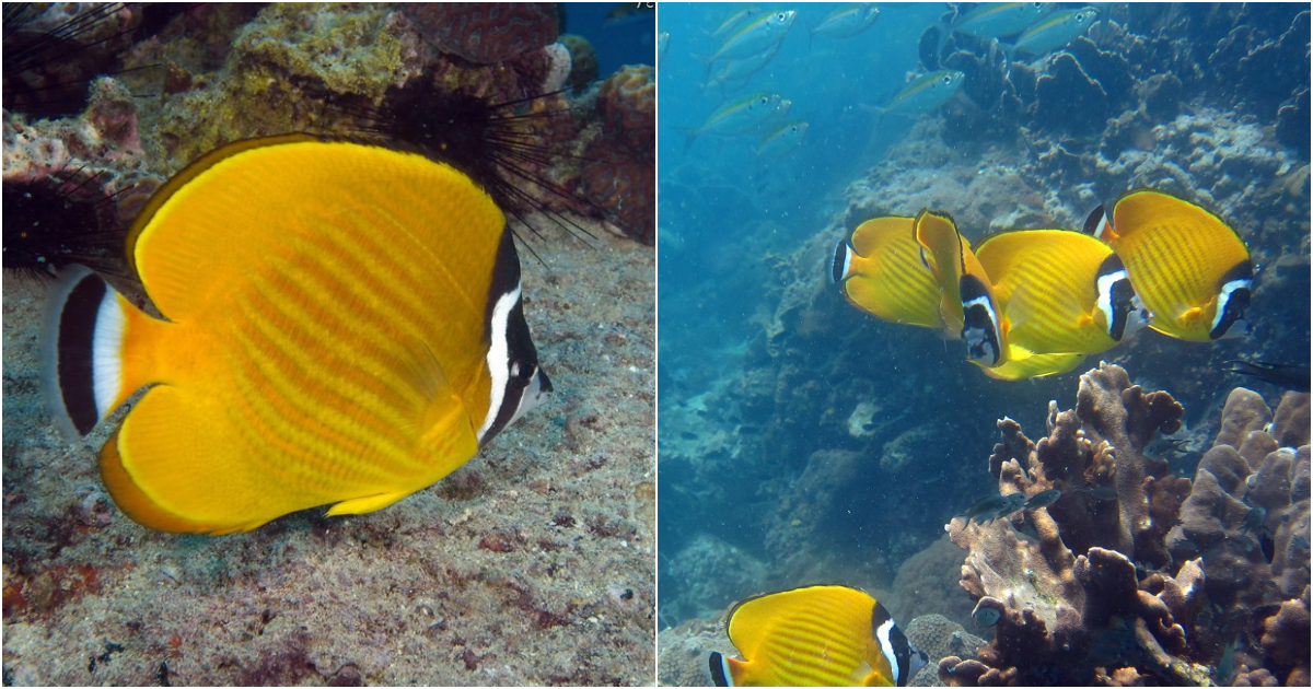 The Hong Kong Butterflyfish A Fascinating Species of the Western Pacific