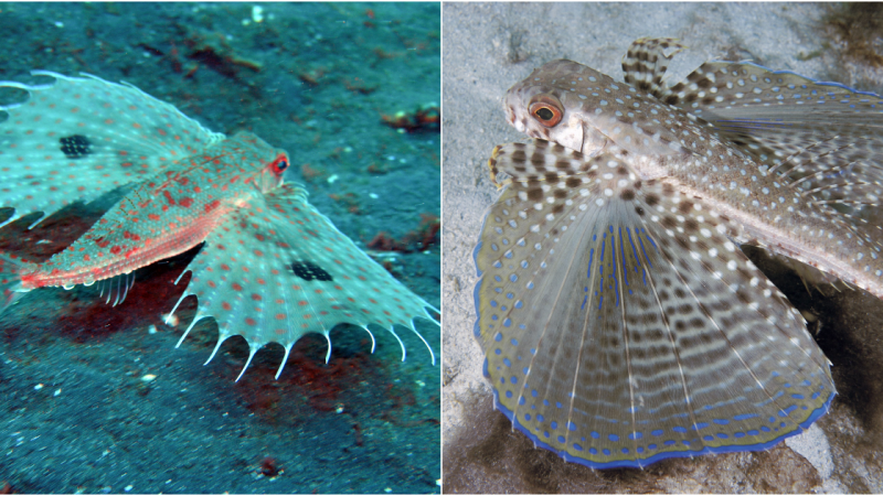 Oriental Flying Gurnard: The Marvel of the Tropical Seas