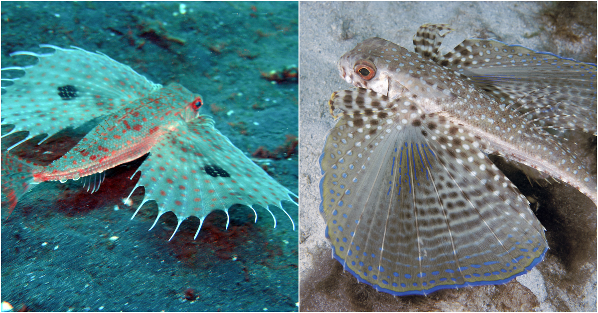 Oriental Flying Gurnard: The Marvel of the Tropical Seas