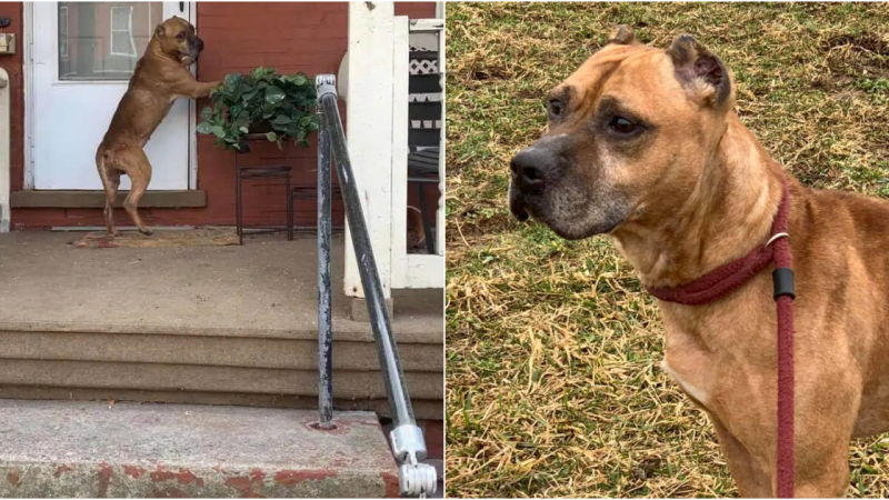 Abandoned Dog Finds Hope and Healing After Heartbreaking Ordeal