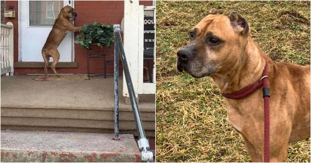 Abandoned Dog Finds Hope and Healing After Heartbreaking Ordeal