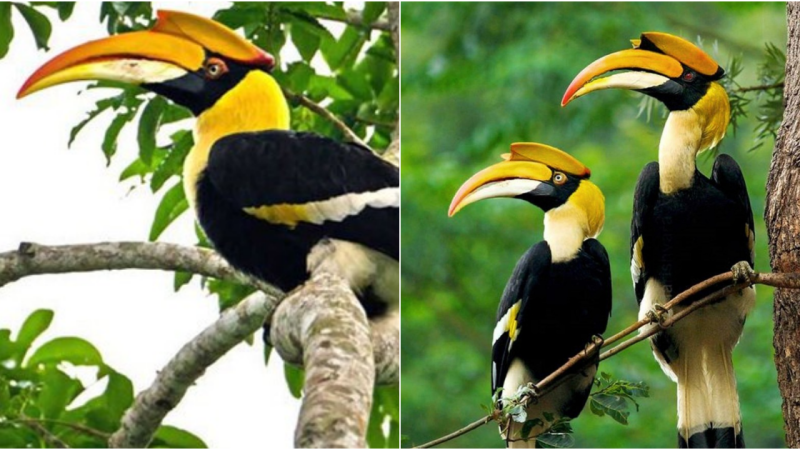 The Great Hornbill: A Majestic Bird of Southeast Asia