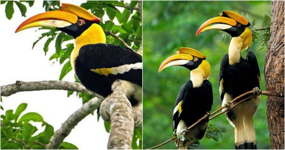 The Great Hornbill: A Majestic Bird of Southeast Asia