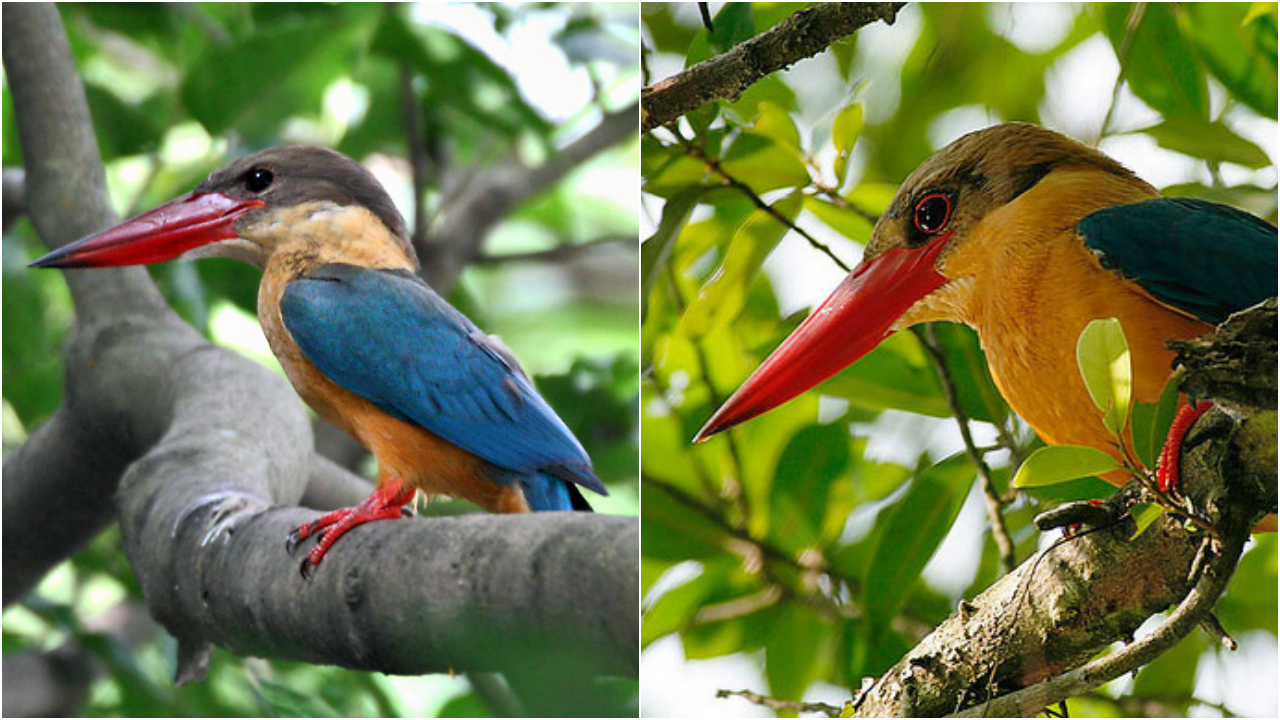 The Stork-billed Kingfisher: A Majestic Avian Wonder