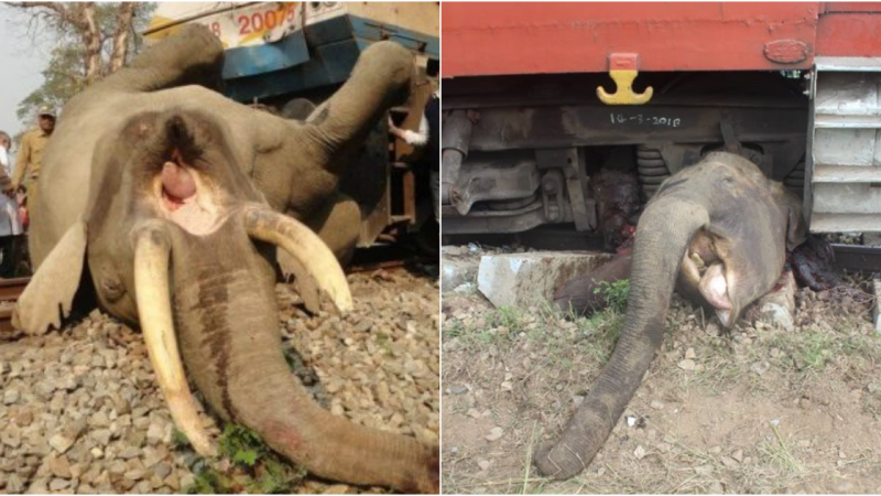 A Heartbreaking Tale: Animals Falling Victim to Trains