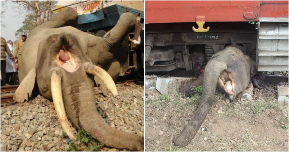 A Heartbreaking Tale: Animals Falling Victim to Trains