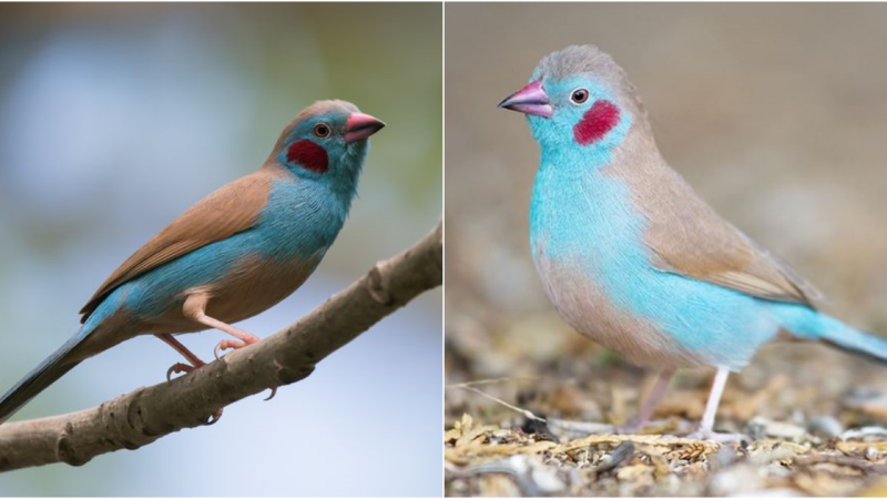 The Exquisite Beauty of the Cordon Bleu Finch