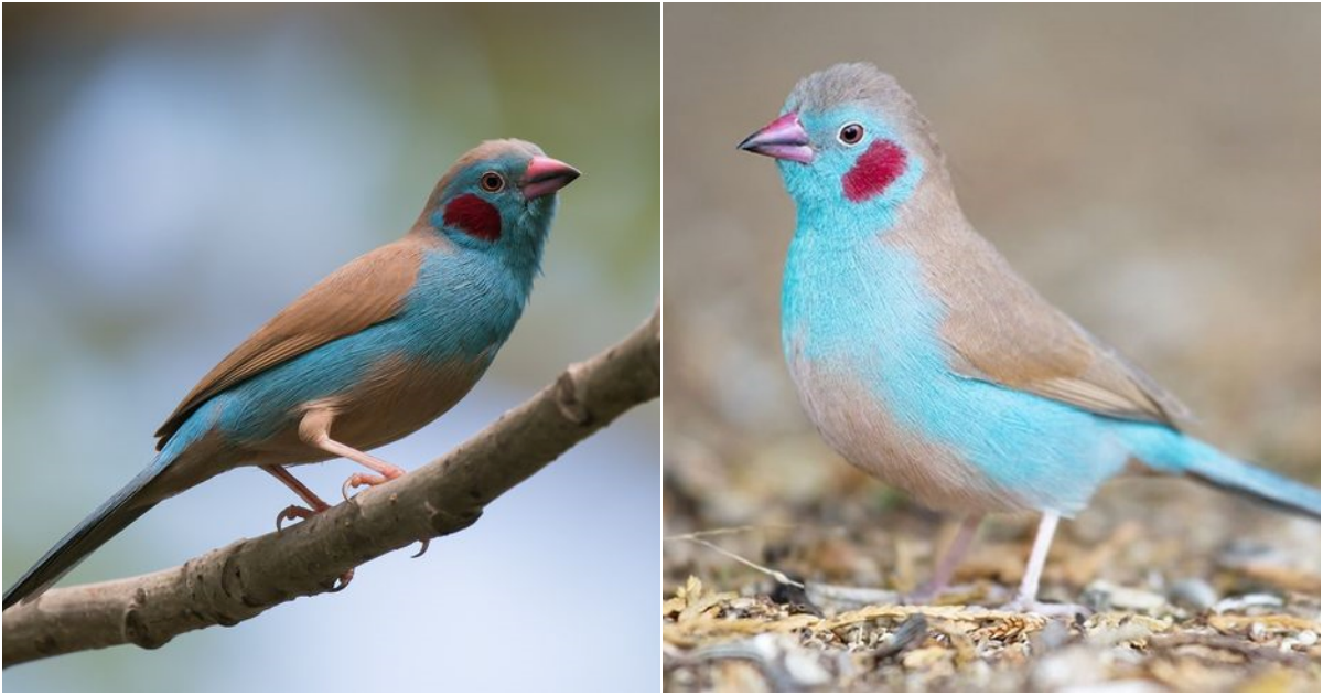 The Exquisite Beauty of the Cordon Bleu Finch