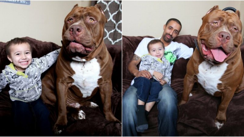 Hulk: The Gentle Giant – Exploring the World’s Largest Pit Bull