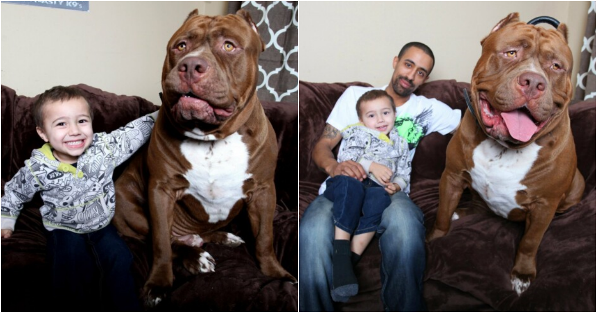 Hulk: The Gentle Giant – Exploring the World’s Largest Pit Bull