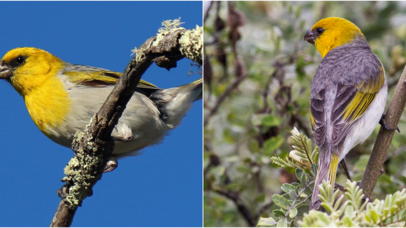 Palila Bird – Natural Wonder of Hawaii