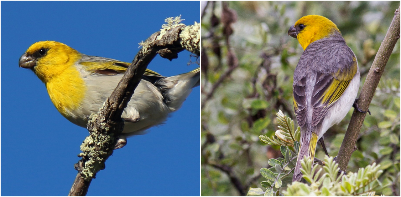 Palila Bird – Natural Wonder of Hawaii