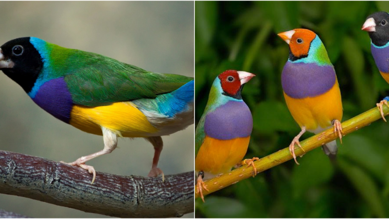 The Captivating Beauty and Conservation Challenges of the Gouldian Finch