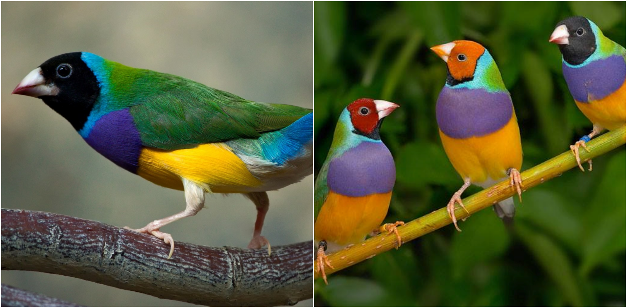 The Captivating Beauty and Conservation Challenges of the Gouldian Finch