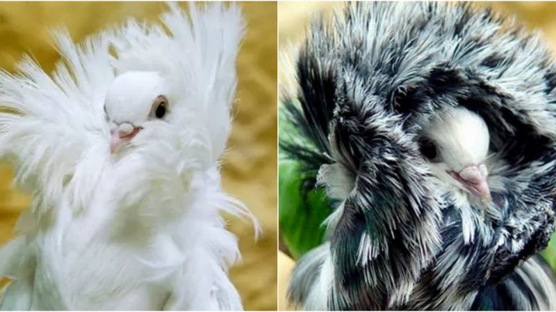 The Enchanting Beauty of the Black Jacobin Pigeon’s Plumage