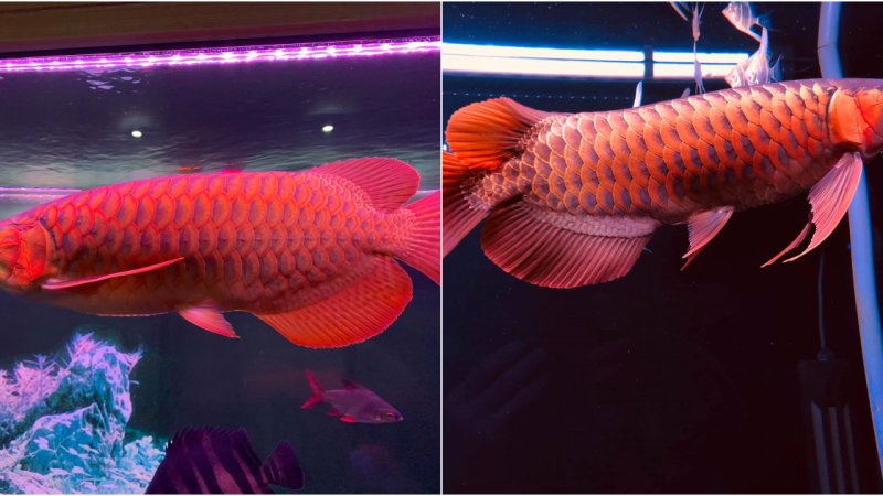 “The Captivating Beauty of the Asian Arowana: A Jewel of Freshwater Fish”