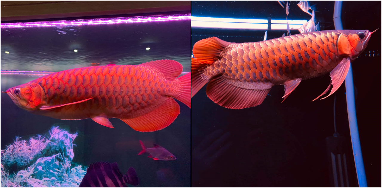 “The Captivating Beauty of the Asian Arowana: A Jewel of Freshwater Fish”