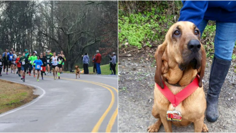 Dog Accidentally Joins Half-Marathon When Let Out For A Pee And Places 7th