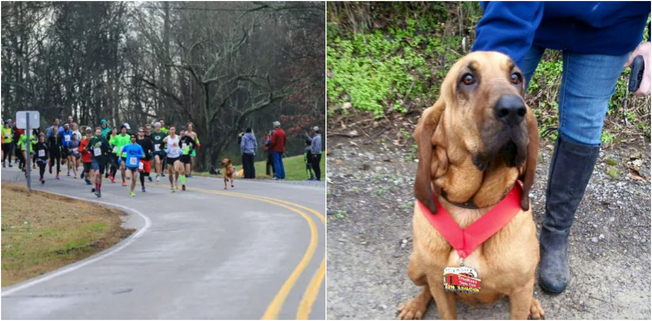 Dog Accidentally Joins Half-Marathon When Let Out For A Pee And Places 7th