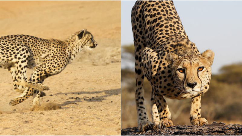 The World’s Fastest Big Cat: The Cheetah