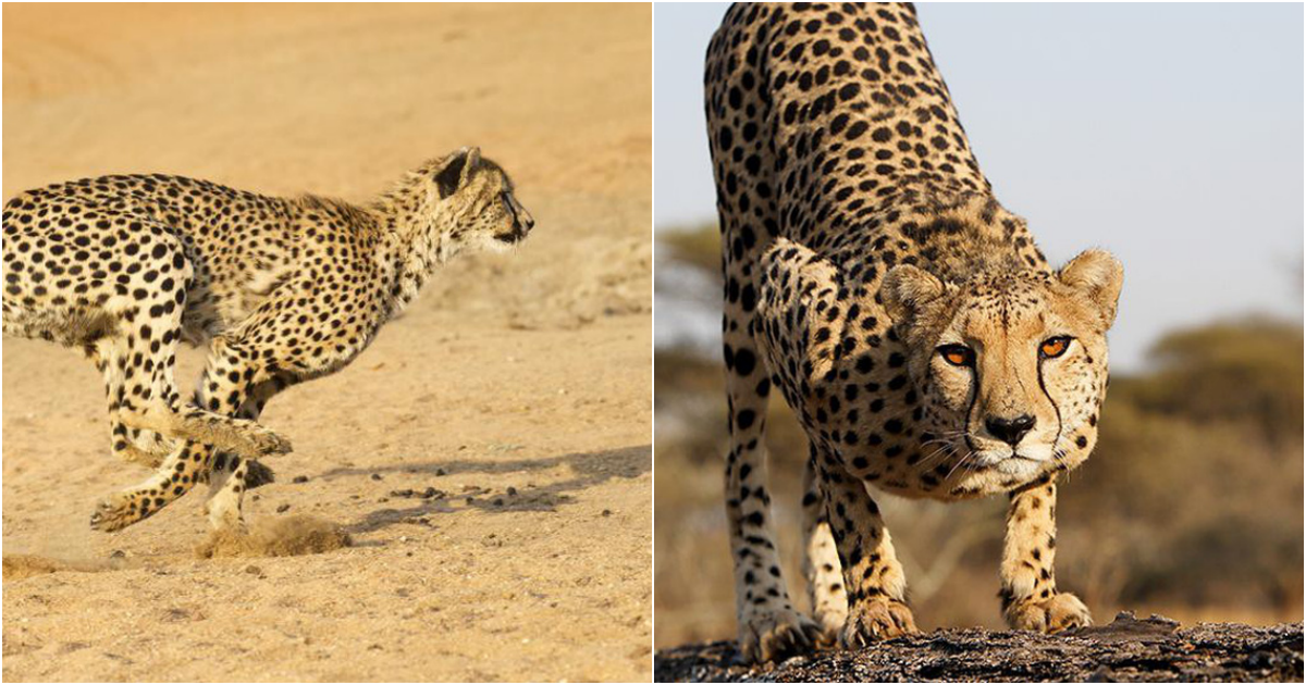 The World’s Fastest Big Cat: The Cheetah