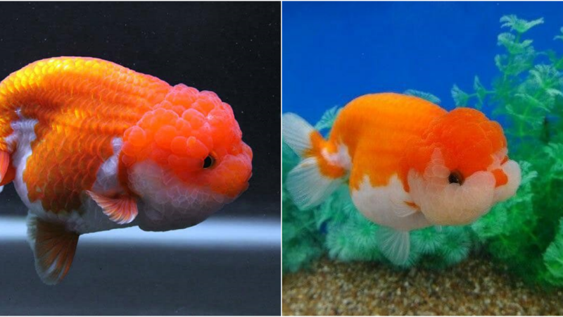 Ranchu Goldfish – The Unique Beauty of the Aquatic World