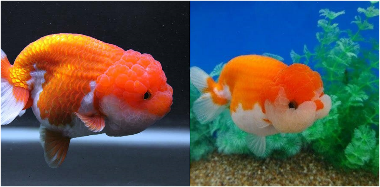 Ranchu Goldfish – The Unique Beauty of the Aquatic World