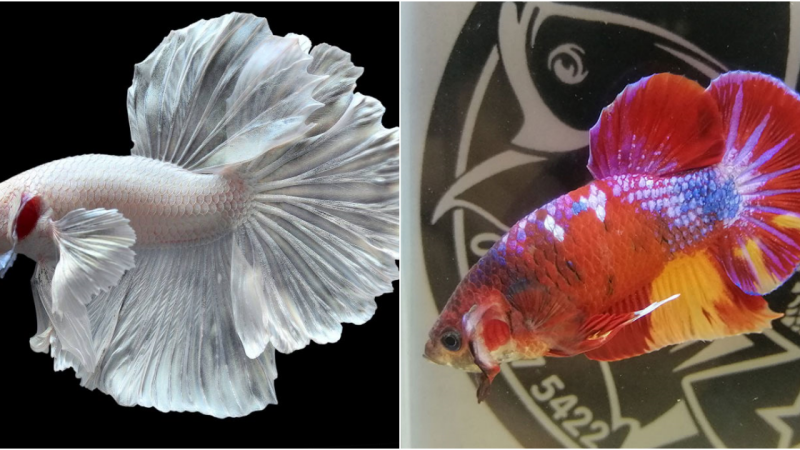 The Siamese Fighting Fish: Beauty and Cultural Significance