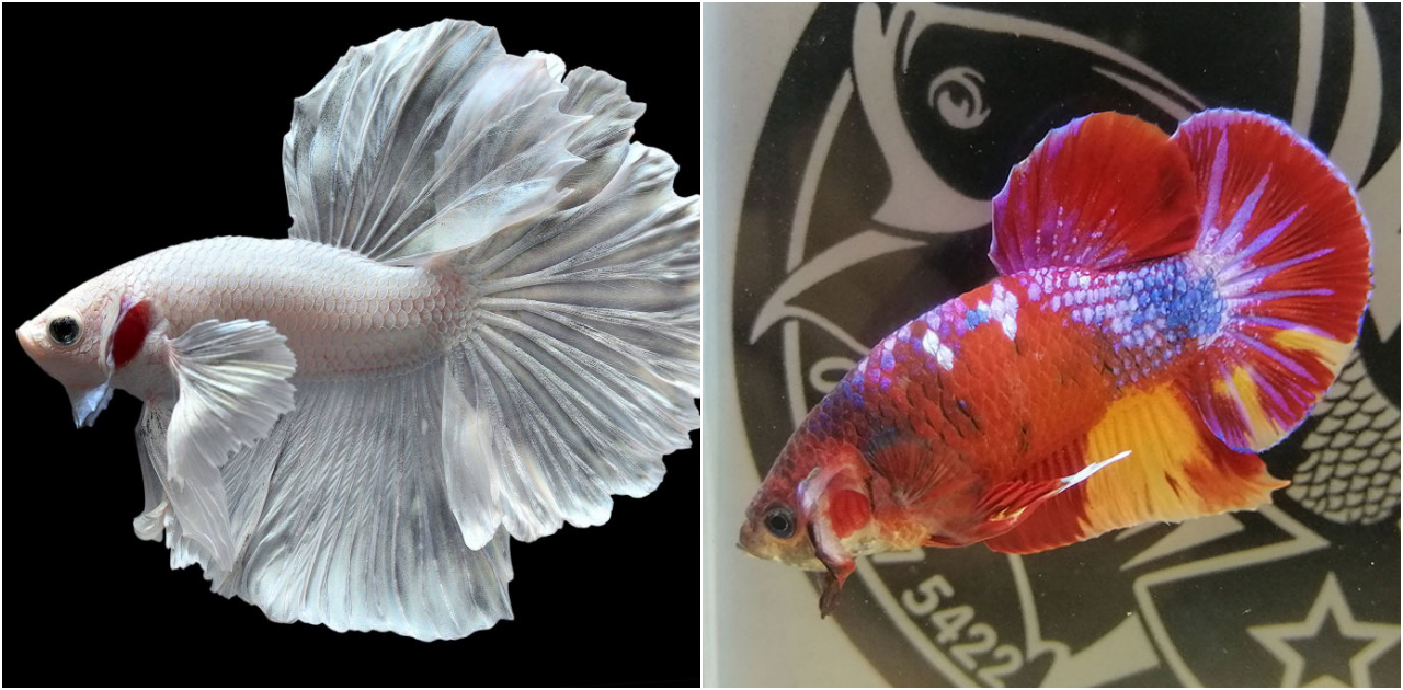 The Siamese Fighting Fish: Beauty and Cultural Significance