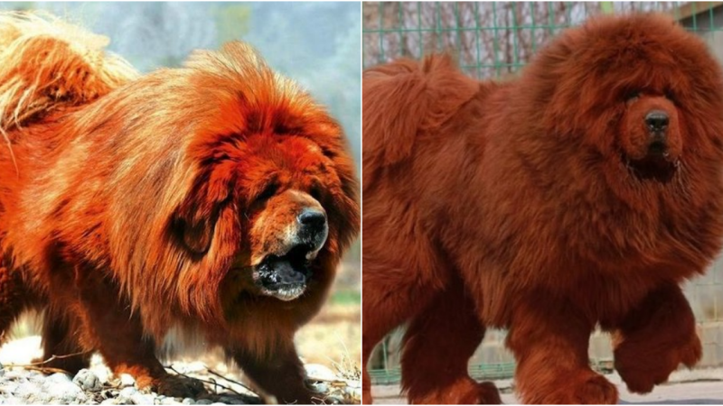 The Tibetan Mastiff: A Captivating Canine Companion