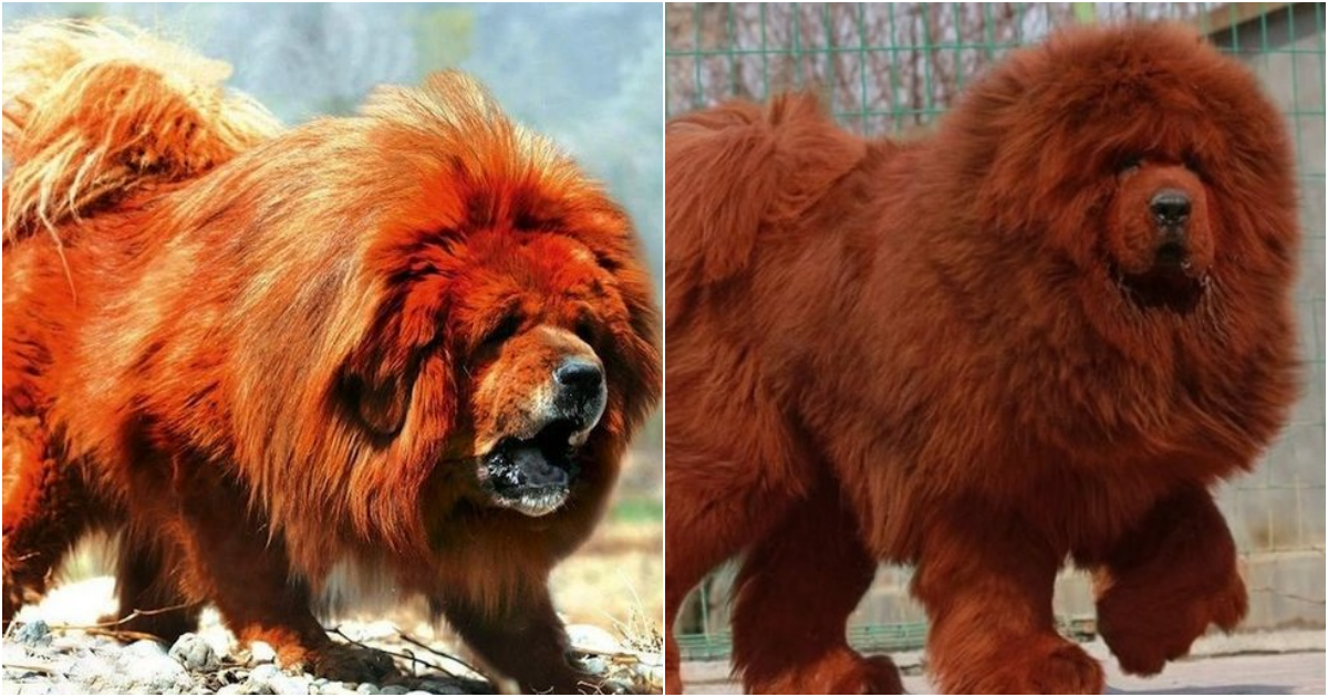 The Tibetan Mastiff: A Captivating Canine Companion