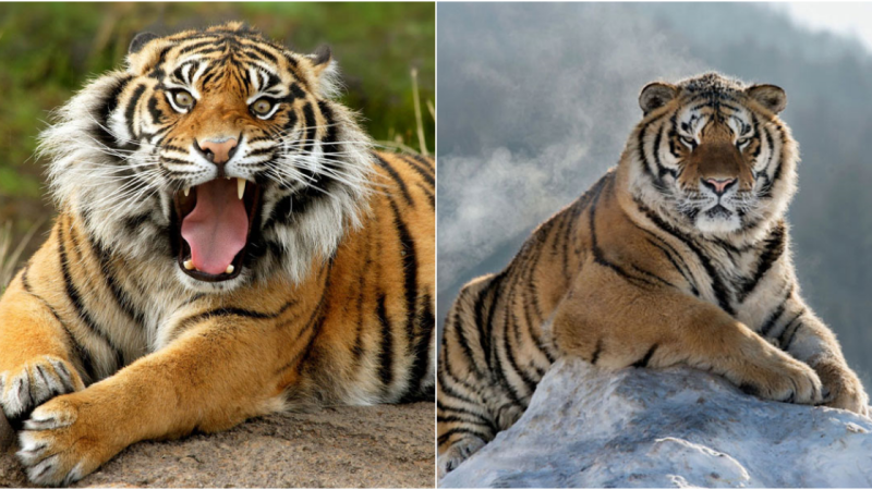 The Enigmatic Charm of the Siberian Tiger